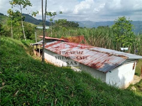 VENTA DE FINCA PRODUCTORA 1 HECTAREA EN SAN ROQUE ANTIOQUIA 50 000