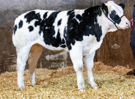 Belgian Blue Bull Calf