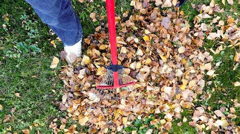 leaf removal cbm gardens