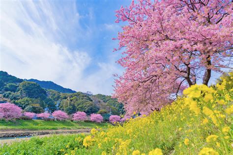 春の風景 河津桜 静岡の風景 JAPAN WEB MAGAZINE 日本の風景 JAPAN SCENE