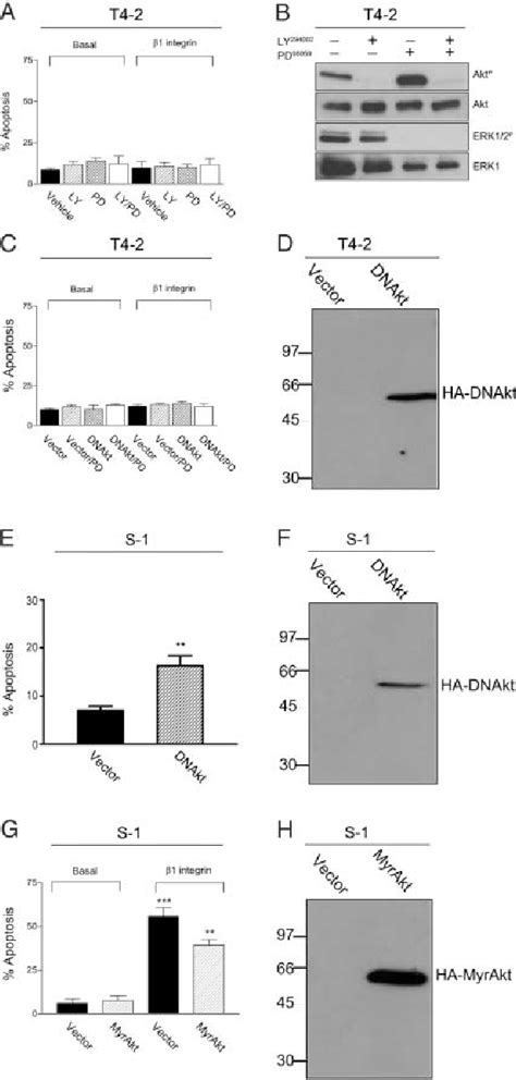 Figure 4 From Autocrine Laminin 5 Ligates α6β4 Integrin And Activates