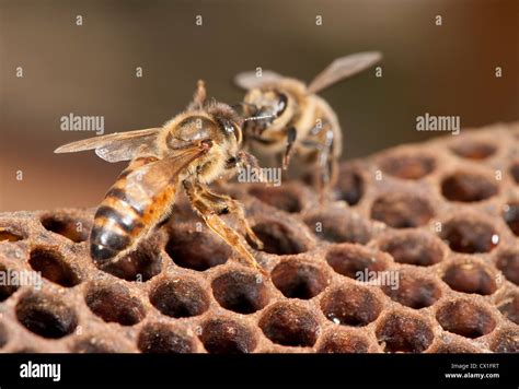 Honey bee Fotos und Bildmaterial in hoher Auflösung Alamy