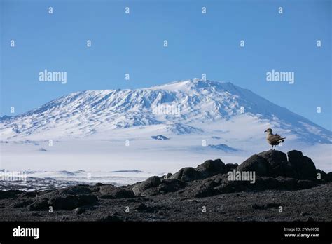 Mount Erebus Active Volcano At 3794m And South Polar Skua Catharacta