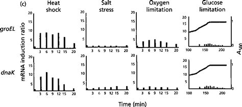 Figure 4 From Analysis Of The Induction Of General Stress Proteins Of