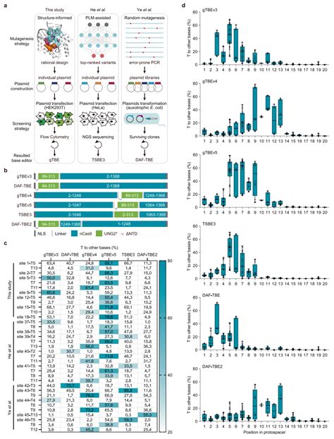 Nature子刊：杨辉周英思童华威等开发两种新型碱基编辑器，可直接高效编辑t和c 生物研究专区 生物谷