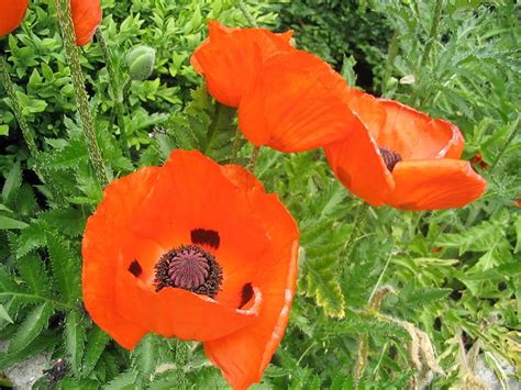 Orange Opium Poppies