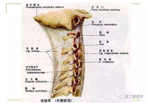 幻灯学习 颈椎x线诊断技巧