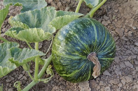 Mature Kabocha Squash Stock Image C058 3565 Science Photo Library