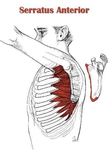 Serratus Anterior Exercises For Shoulder Pain Relief Dr Nick Campos