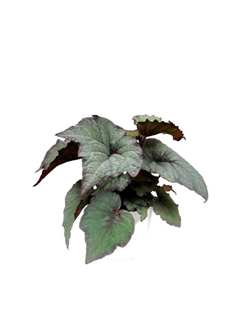 Kongebegonia Begonia Rex Hybrid Silverlight Ø12 cm potte Plantorama