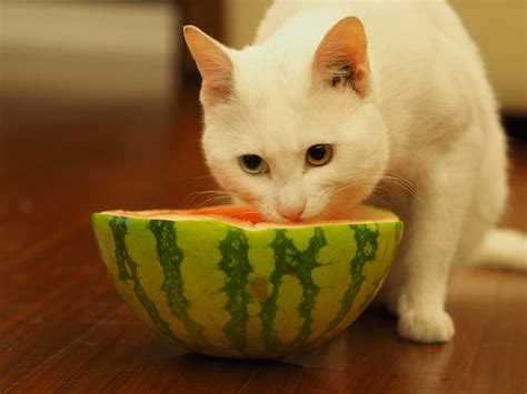 One Eating Watermelon White Cat Cute Cats And Kittens Cats Cat Facts