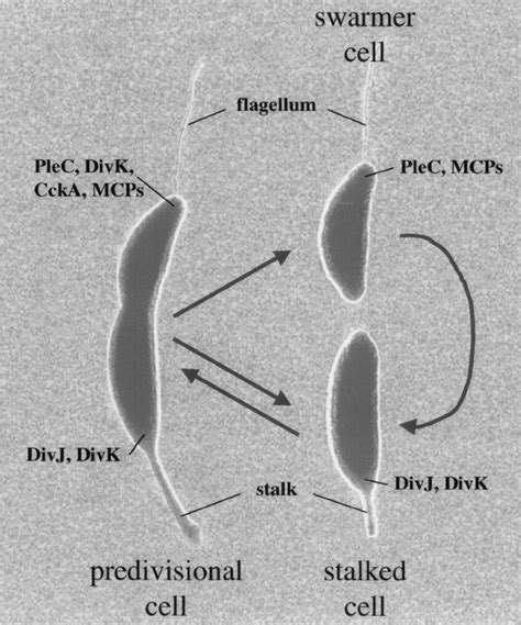 The C Crescentus Cell Cycle The Asymmetric Predivisional Cell Divides