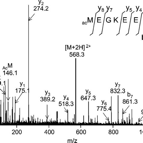 Representative Sequence Analysis Of An N Terminal Pip1 Tryptic Peptide Download Scientific