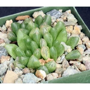 Haworthia Cooperi Var Truncata MBB 386 70 4 Inch Pots Arid Lands