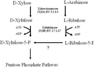 Utilization Of D Xylose And L Arabinose May Proceed Via Partly