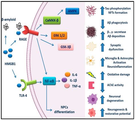 Cells Free Full Text Impact Of Hmgb1 Rage And Tlr4 In Alzheimers