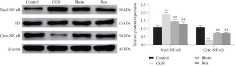 Effects of rhein on NF κ B signaling pathway in rats with chronic