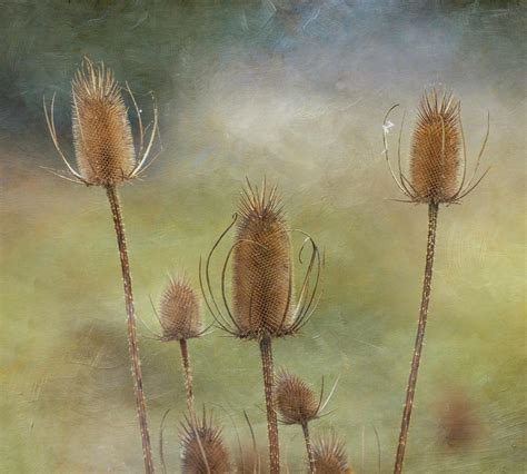 Teasel Photograph By Angie Vogel Fine Art America