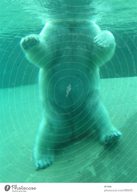 polar bear Polar Bear - a Royalty Free Stock Photo from Photocase