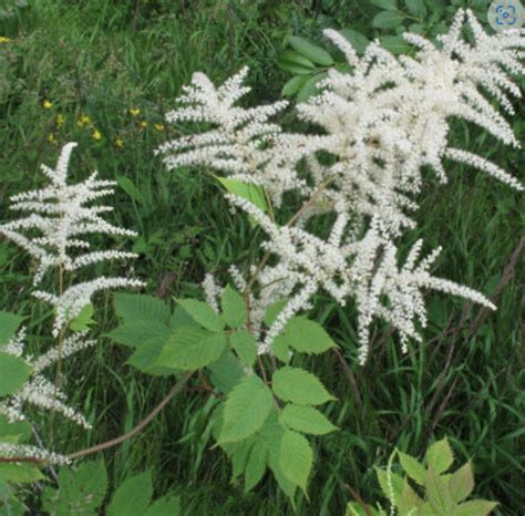 Aruncus Dioicus Geitenbaard Passiflora