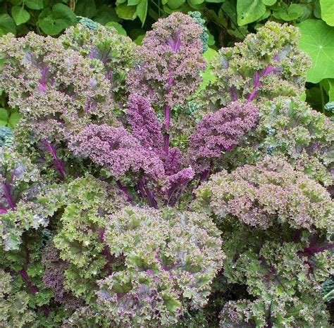 Tomorrowseeds Red Russian Kale Seeds Count Packet Siberian