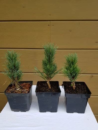 Pinus Sylvestris Fastigiata Sosna Pospolita Fastigiata Uki Olx Pl