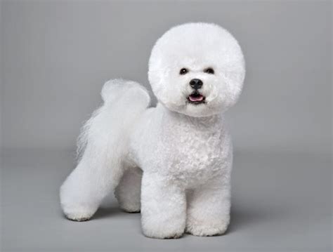 Bichon Frise Haircuts - Top 22 Styles To Try Them Out Now - The Goody Pet