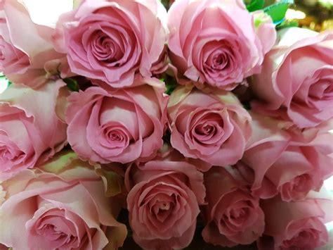 Light Pink Roses - 50 cm - Toronto Bulk Flowers Wholesale