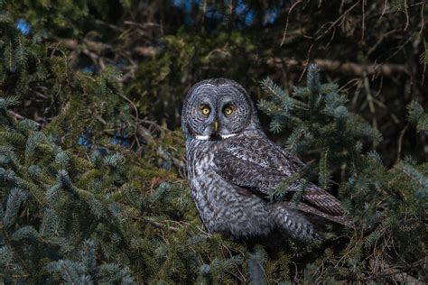 Chouette Lapone Great Grey Owl Terrebonne Qc Canada Flickr