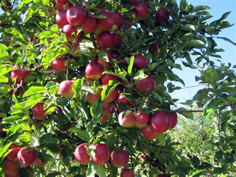 Apple Picking At Apple Hills Fruit Farm Cc David Berkowi Flickr