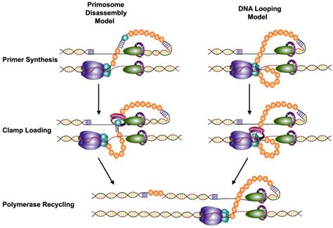 Dna Replication Fork Replisome