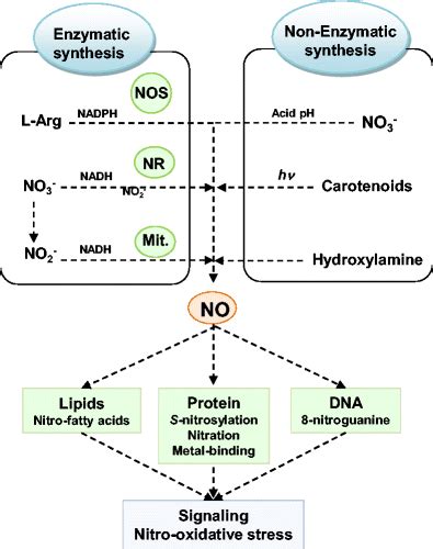 Enzymatic And Non Enzymatic Systems Involved In The Nitric Oxide No