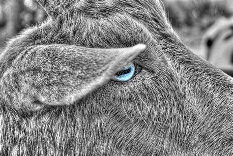 The Blue Eyed Goat Photograph By Andrea Swiedler Fine Art America