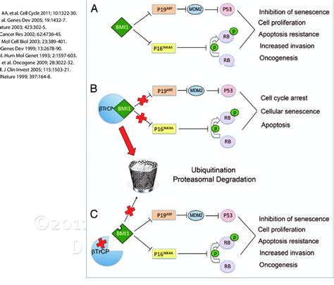 Modulation Of BMi1 Expression By BTrCP And Its Effect On Cell