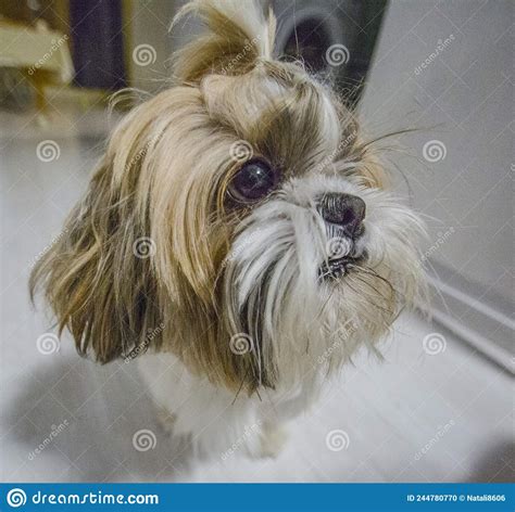 Muzzle Of A Shih Tzu Dog At Home On The Floor Stock Photo Image Of