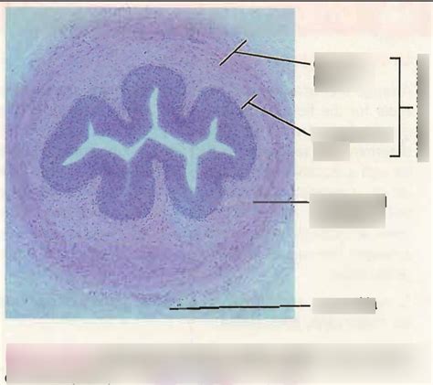 Ureter Wall Histology Diagram Quizlet