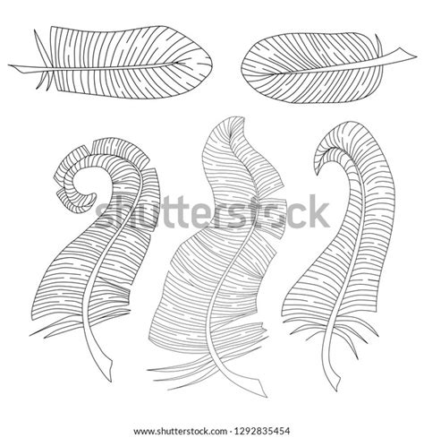 Vector Set Isolated Feathers Stock Vector Royalty Free 1292835454