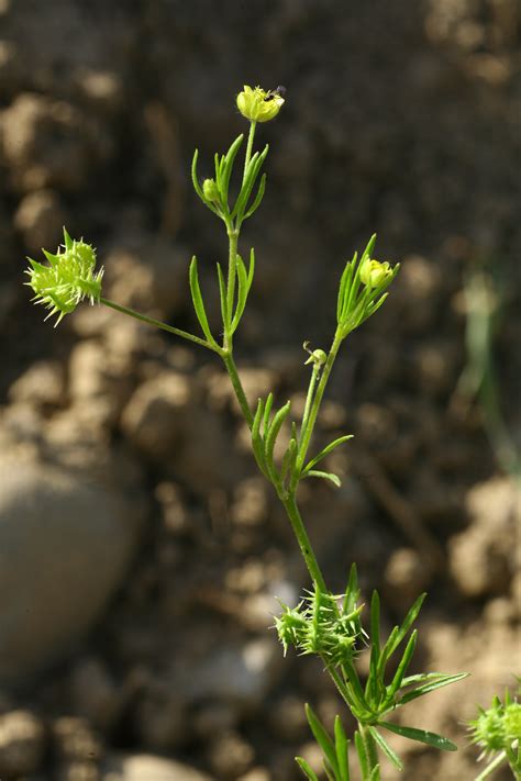 Ranunculus arvensis L.