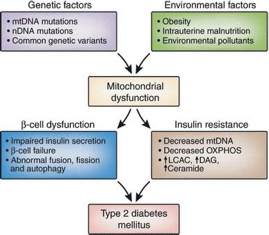 Relationship Between Mitochondrial Dysfunction And Type 2 Diabetes