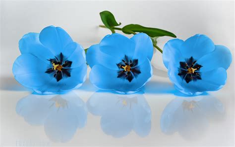 Download Blue Flower Flower Nature Tulip Hd Wallpaper