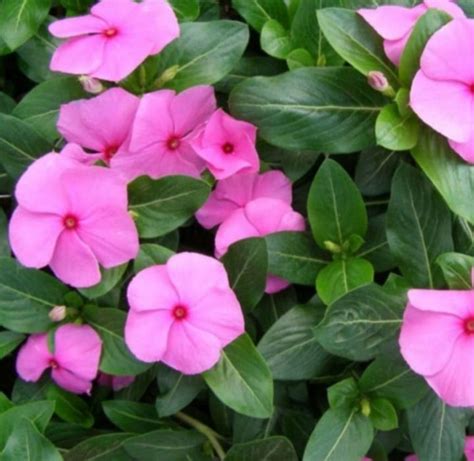 tanaman bunga vinca lazada indonesia