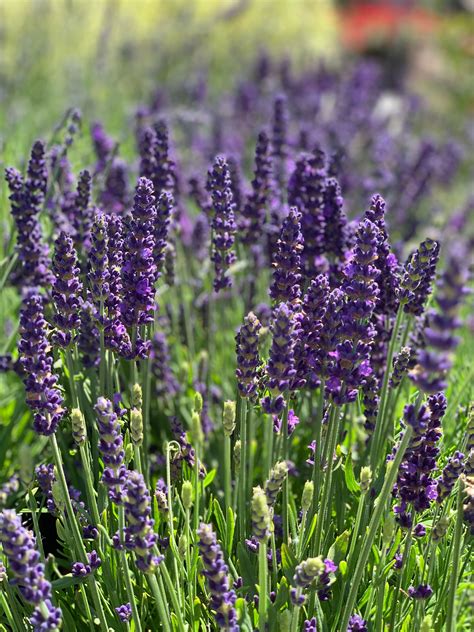 Culinary Lavender Plant - Lavender Plant