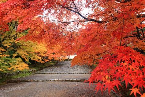 混雑回避の裏技！ 早朝拝観で京都の紅葉を満喫しよう｜そうだ 京都、行こう。