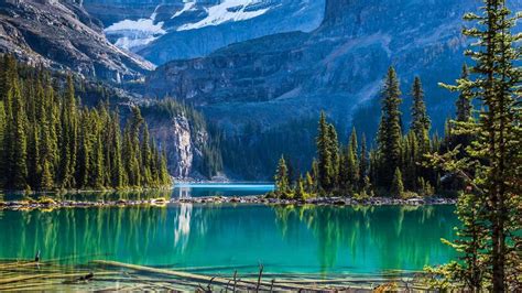 Evergreen trees at Lake O'Hara, Yoho National Park, B.C. - Bing Gallery