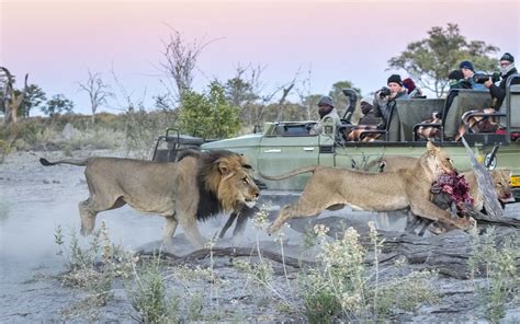 Unique experience • Botswana wildlife adventure | Wild Encounter Safaris