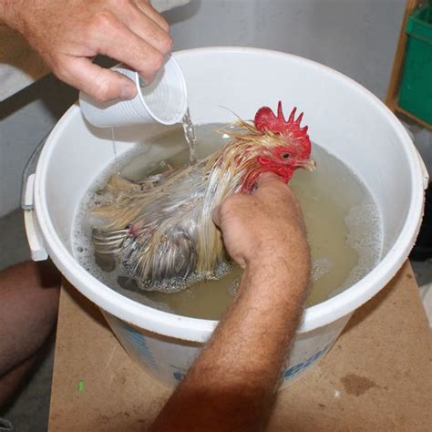 Top Imagen Poux De Poule Dans La Maison Fr Thptnganamst Edu Vn