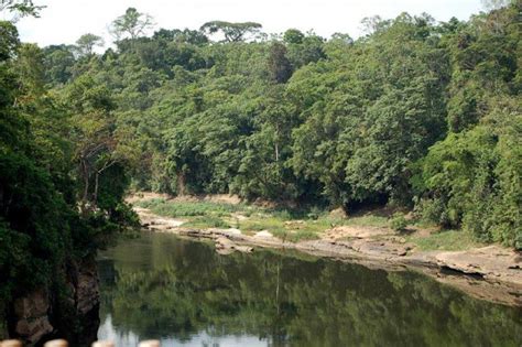 Selva Montana De Bioko Y El Monte Camerún Ecured