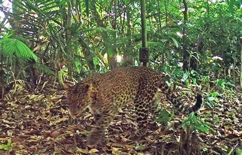 Macan Tutul Terlihat Di Hutan Dekat Perkampungan Warga Di Desa Sukasari