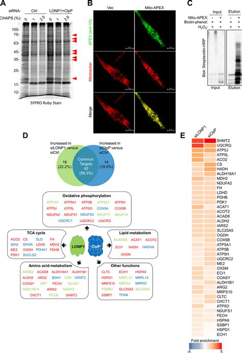 Mitochondrial Protein Quality Control By Clpp And Lonp1 A Mitochondrial Download Scientific