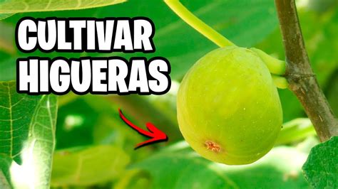 Como Cultivar Higueras Con Xito La Gu A Completa La Huerta De